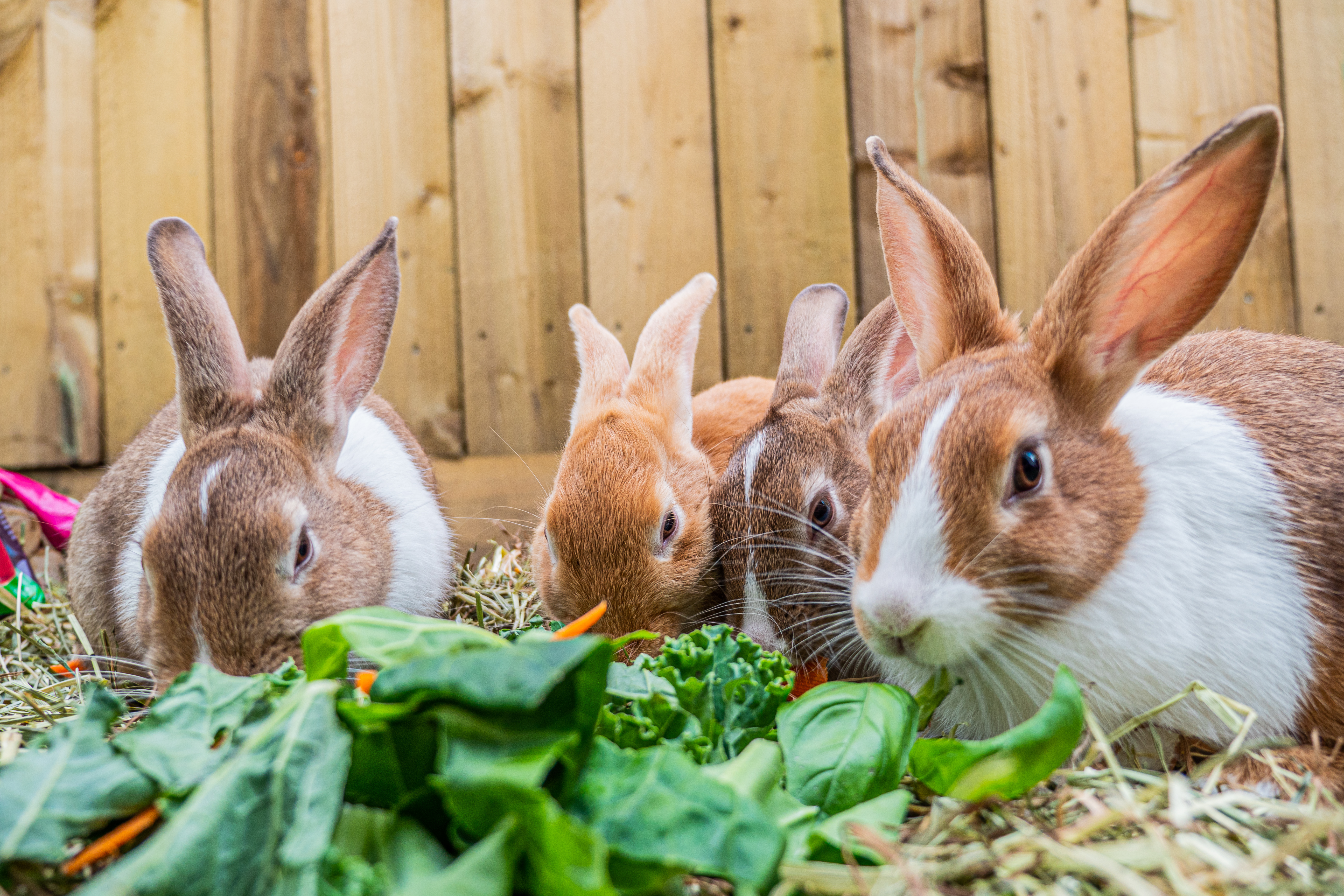 Featured image for Easter egg hunt fun with your pets