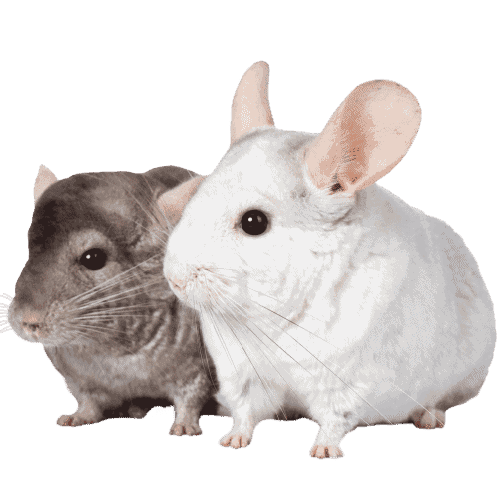 Product Animal