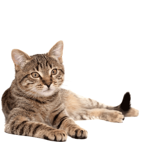 Product Animal