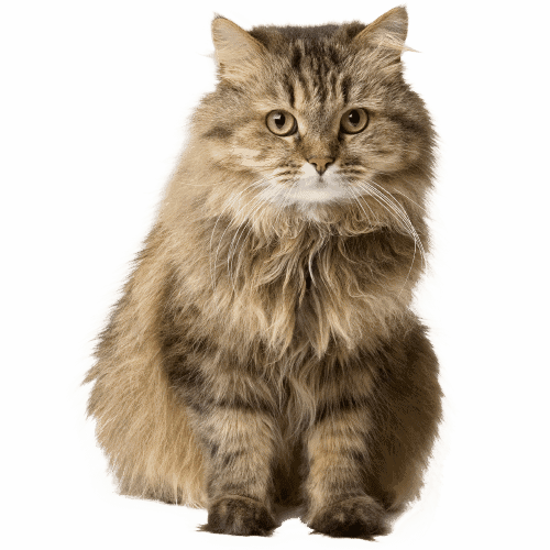 Product Animal