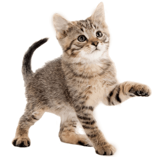 Product Animal