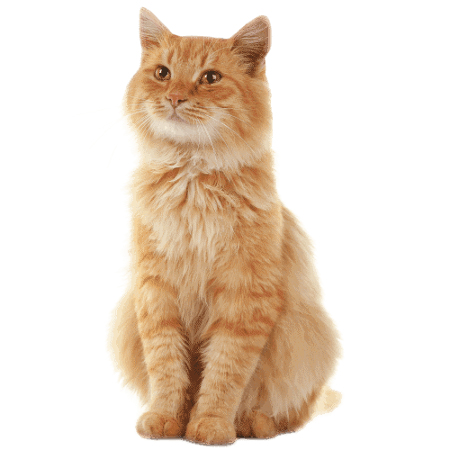 Product Animal