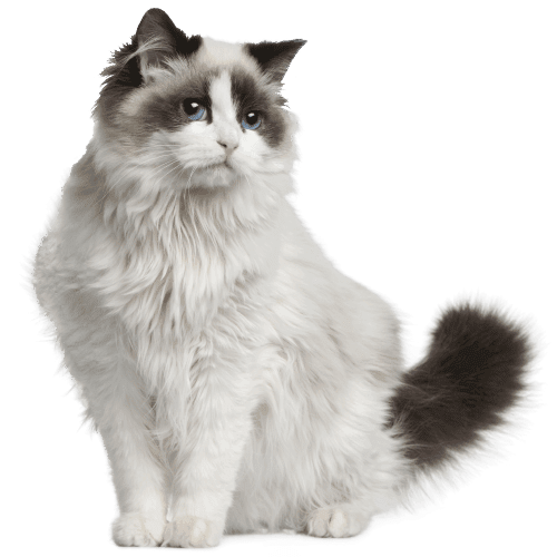 Product Animal