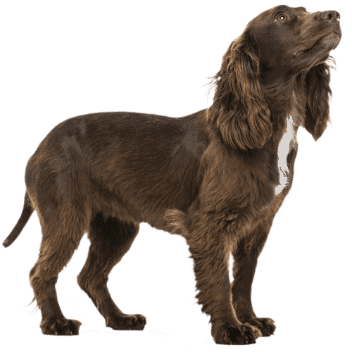 Product Animal