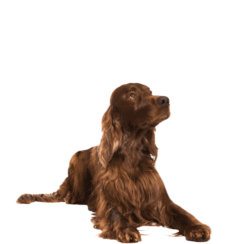 Product Animal
