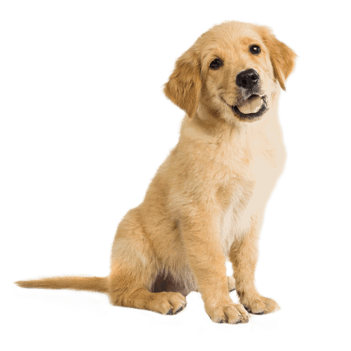 Product Animal