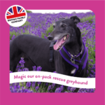 Magic Greyhound & Lurcher