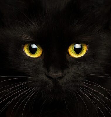 The curious tale of the cat in the night