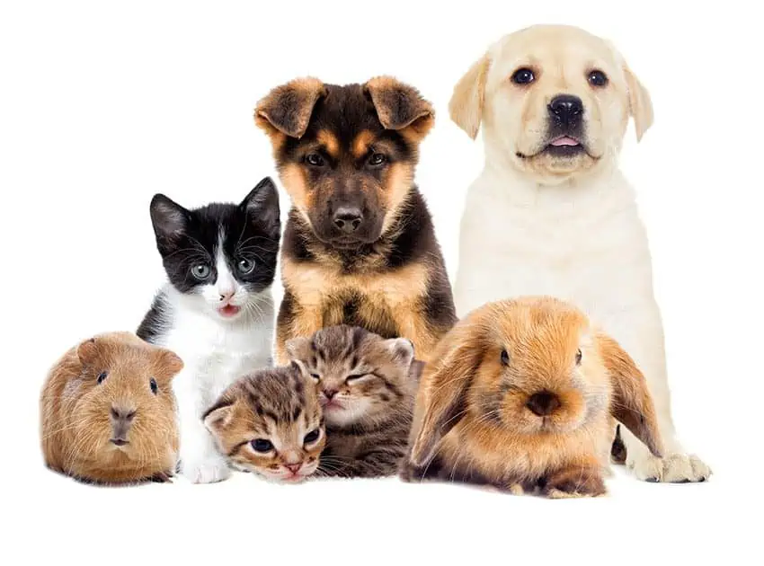 Why it s great to have a pet Burgess Pet Care Why it s great to have a pet Burgess Pet Care