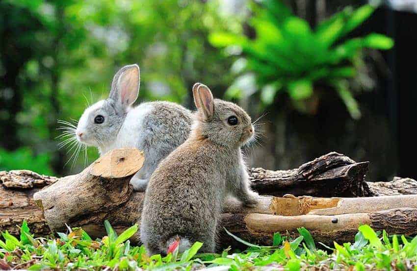 Easter egg hunt fun with your pets