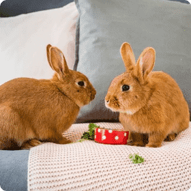 Pet Club Photo