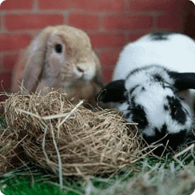 Pet Club Photo