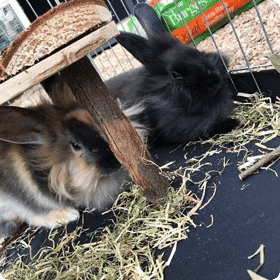 Pet Club Photo