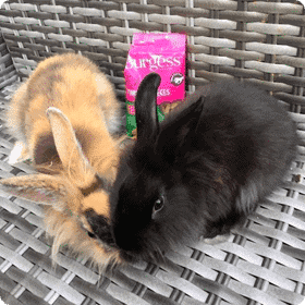 Pet Club Photo