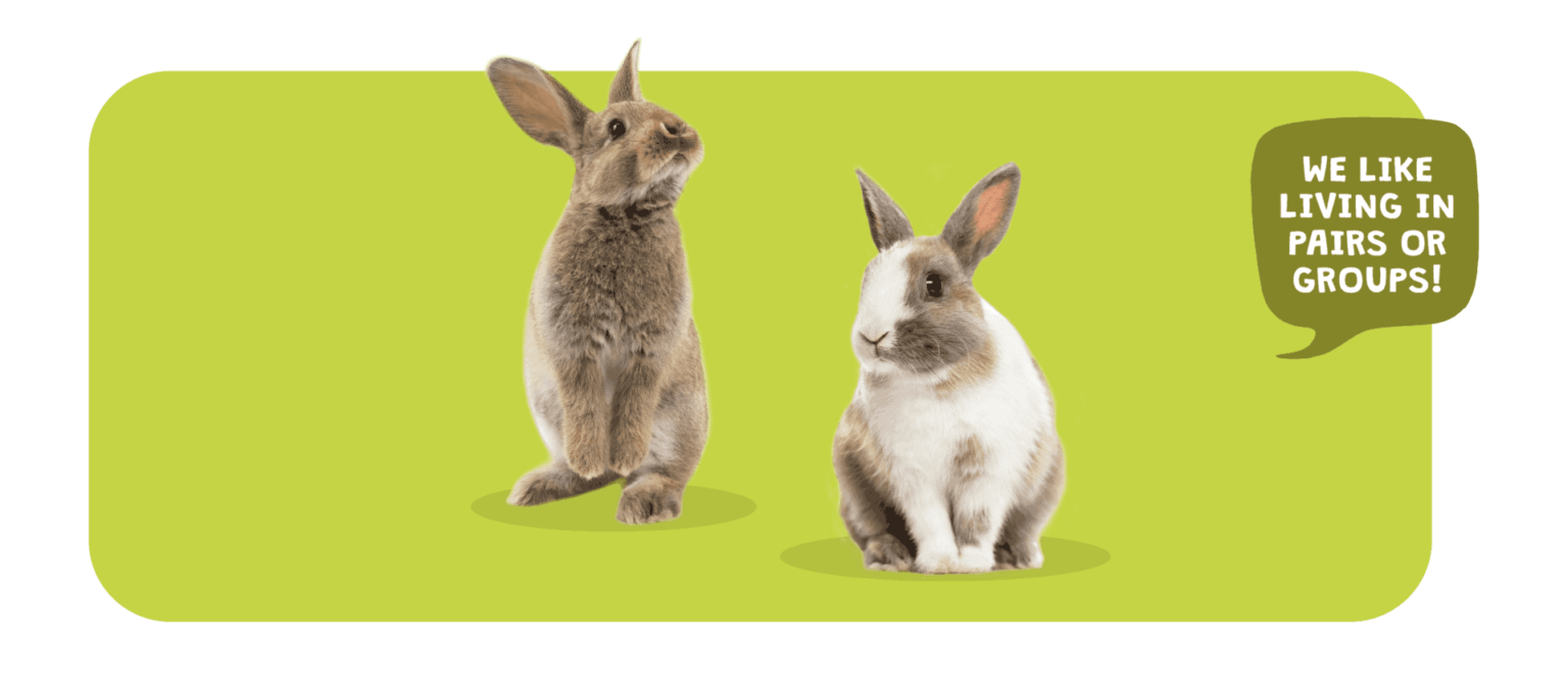 Can Rabbits Live Alone? Socialising And Caring For Rabbits Burgess