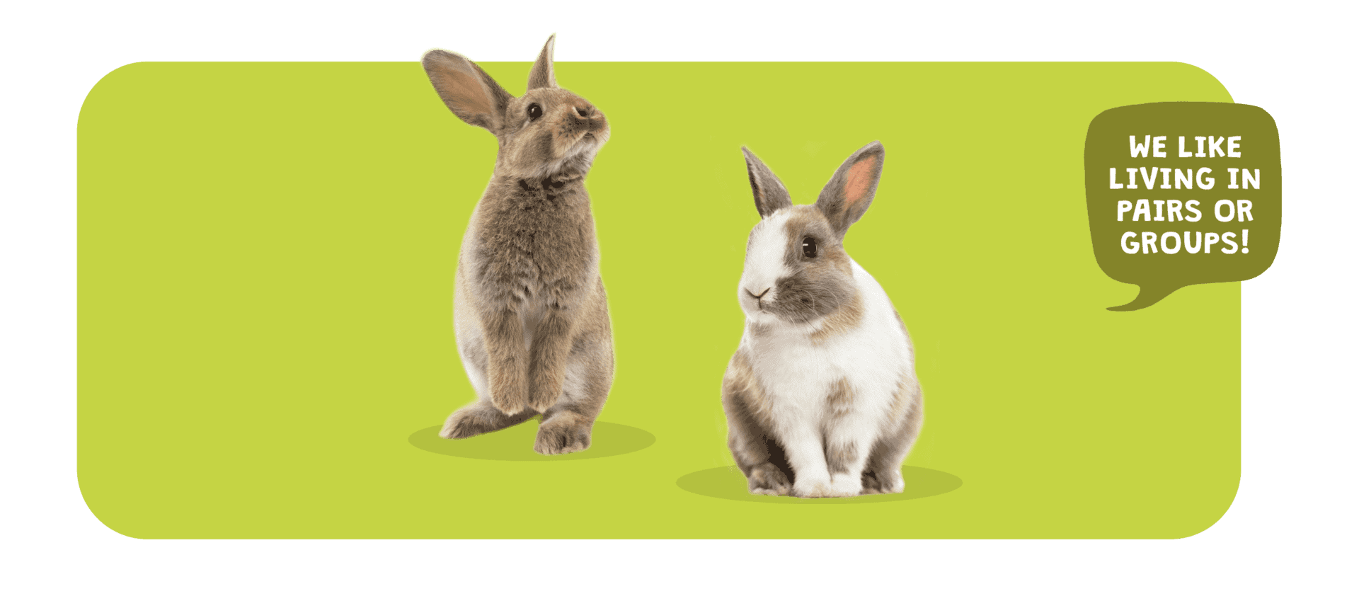 Can Rabbits Live Alone? Socialising And Caring For Rabbits Burgess