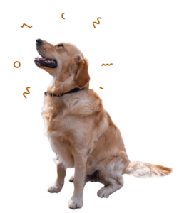 Harvey, the Golden Retriever
