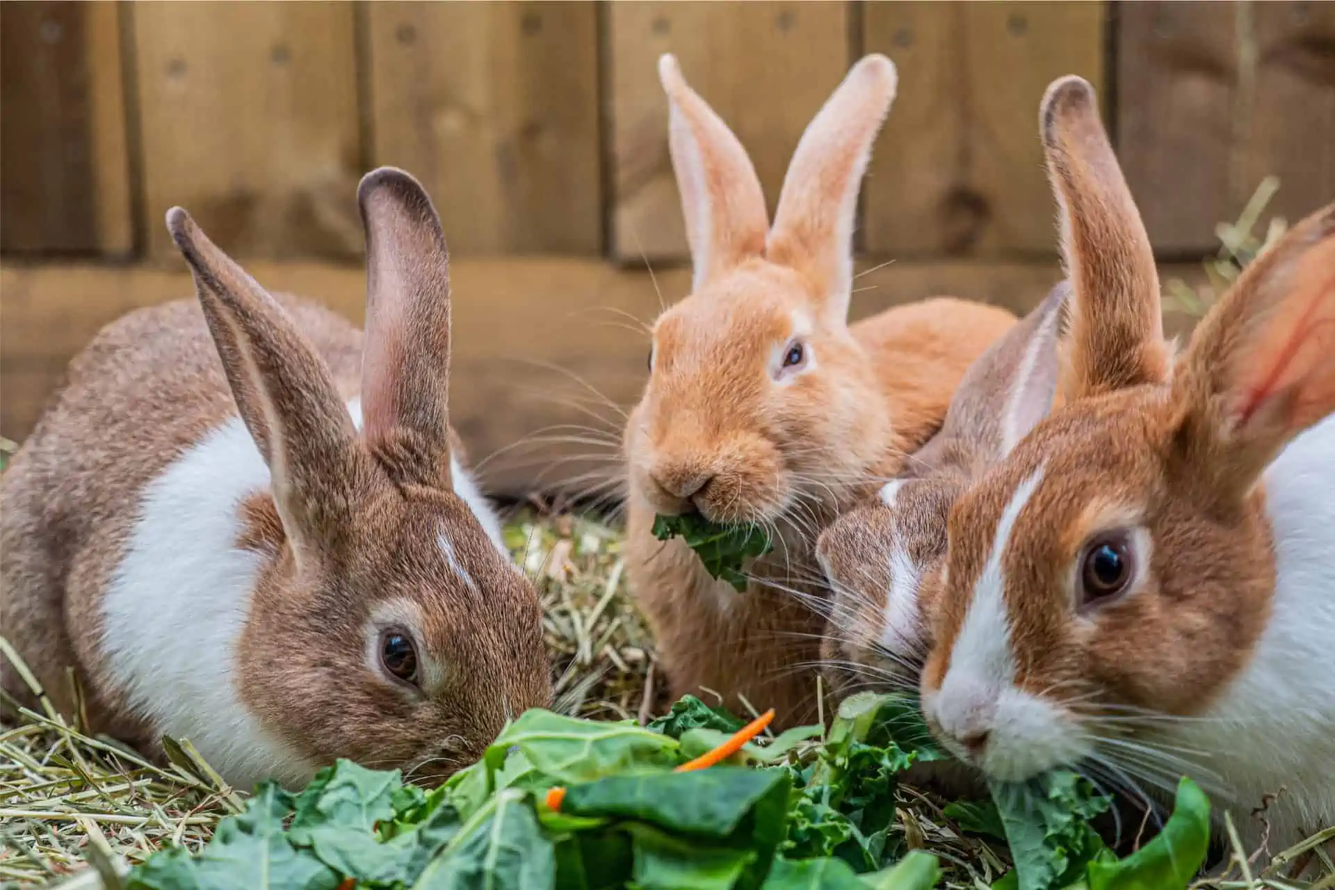 Rabbit Feeding Diagram