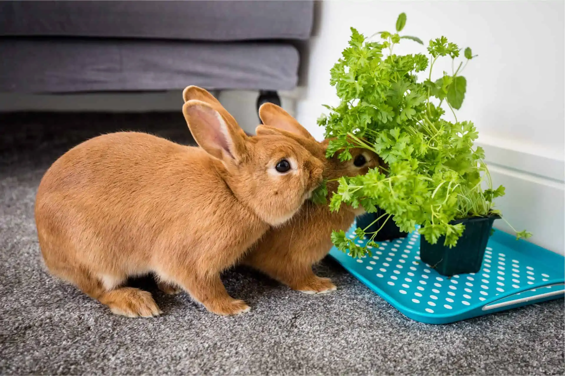 Your Rabbits’ Health