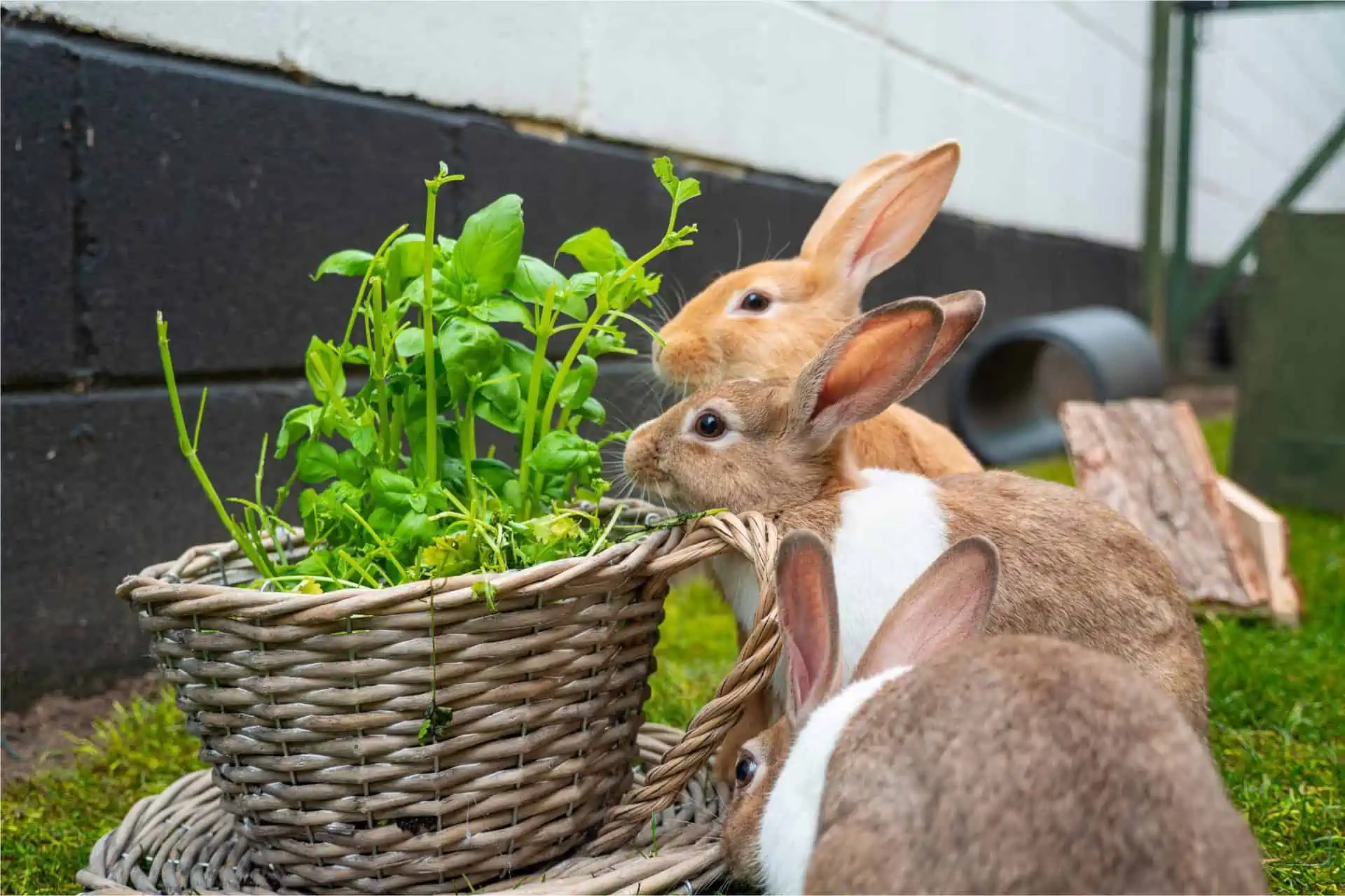 Can Rabbits Live Alone?