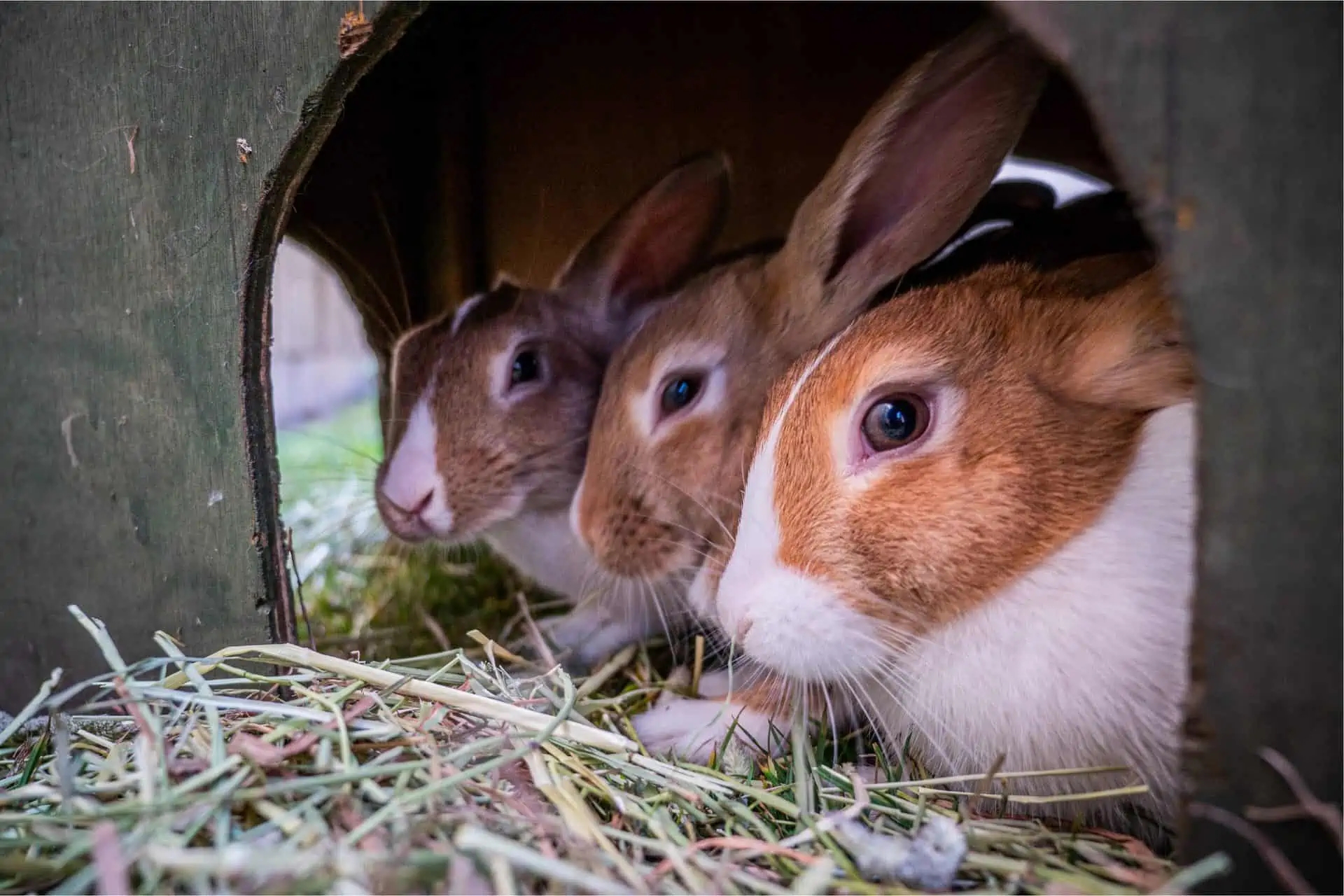 Housing Your Rabbits