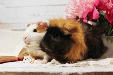 Show your pets the love on Valentine’s Day