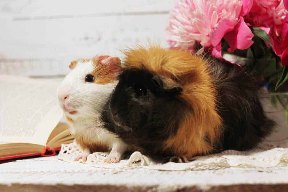 Show your pets the love on Valentine’s Day