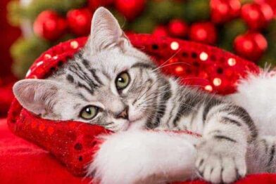 The 12 pet presents of Christmas