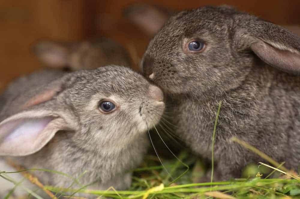 Vaccinations – is your pets’ protection up to date?