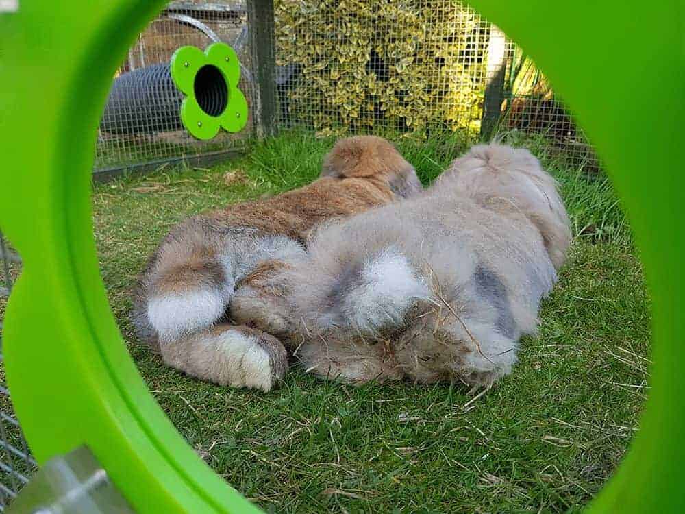 Give your rabbits the ‘Runaround’