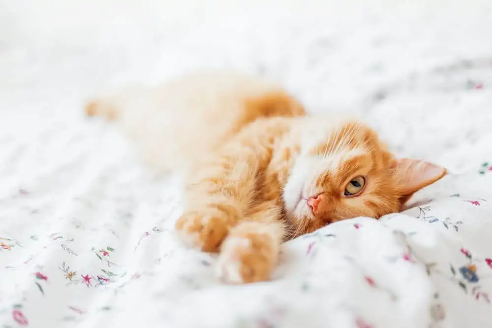 Are you ready for a cat?