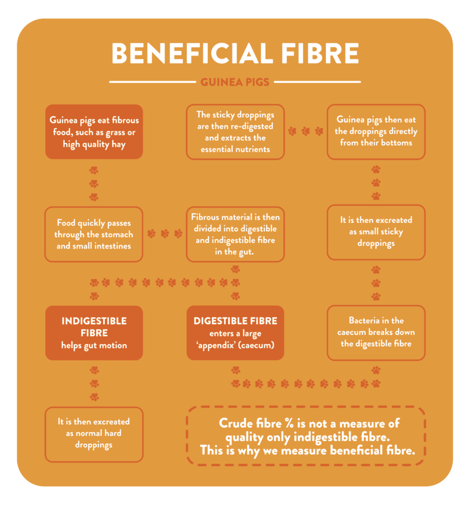 What Do Guinea Pigs Eat Guinea Pigs Food Charts Fruits & Vegetables