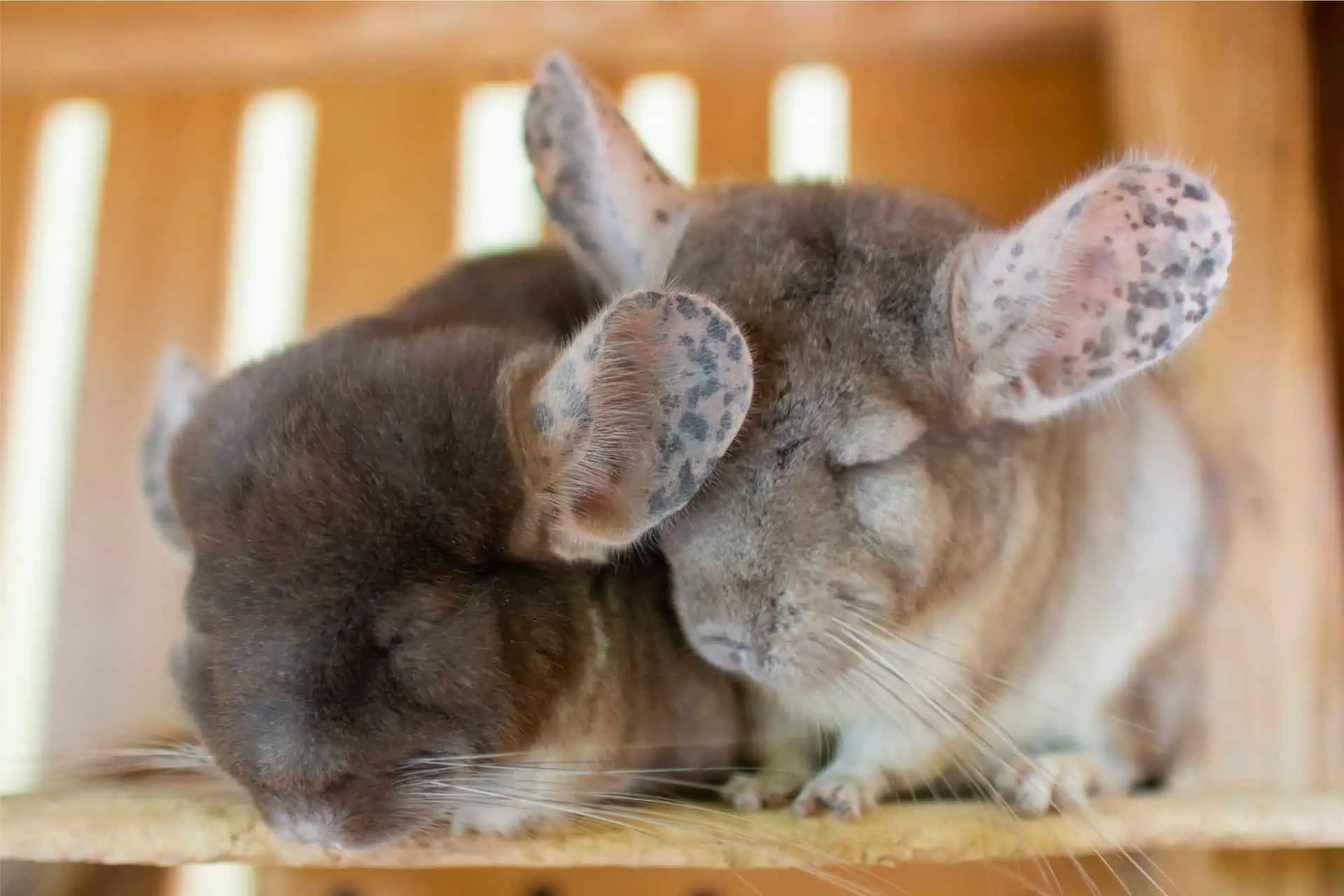 do chinchillas lose their hair when scared