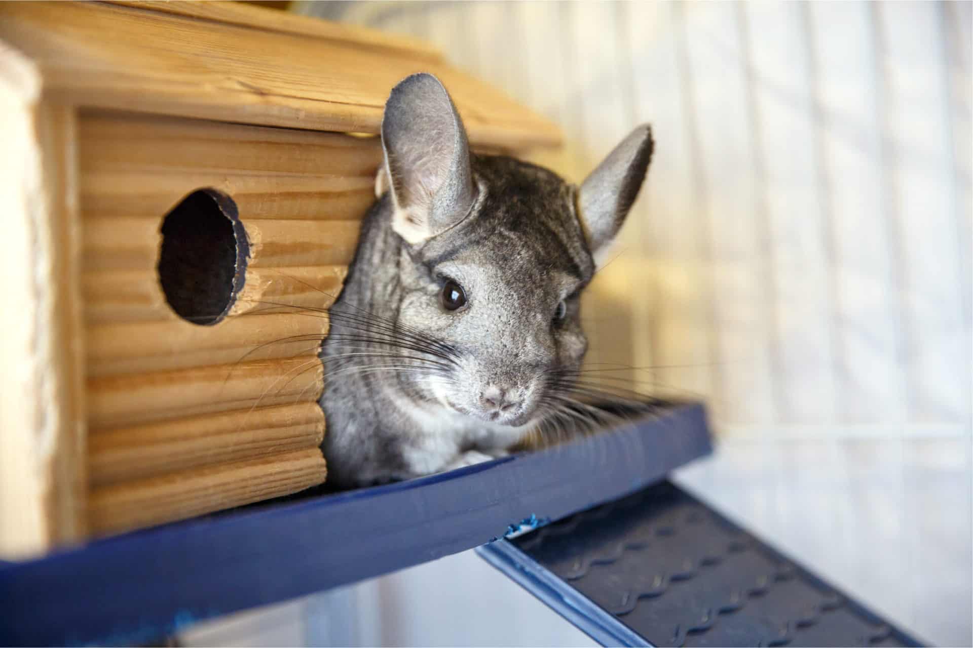 Housing Your Chinchilla