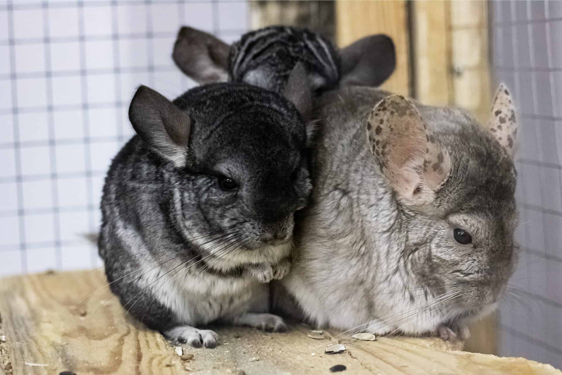 do chinchillas get along with dogs