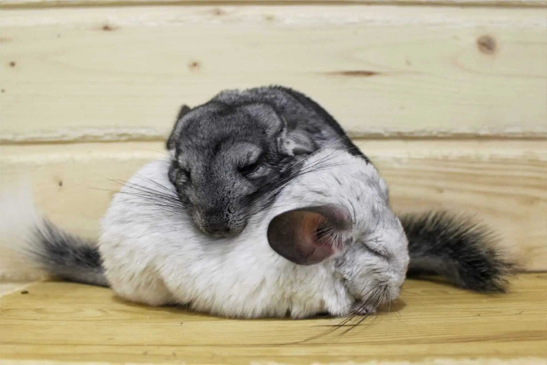 do chinchillas get along with dogs