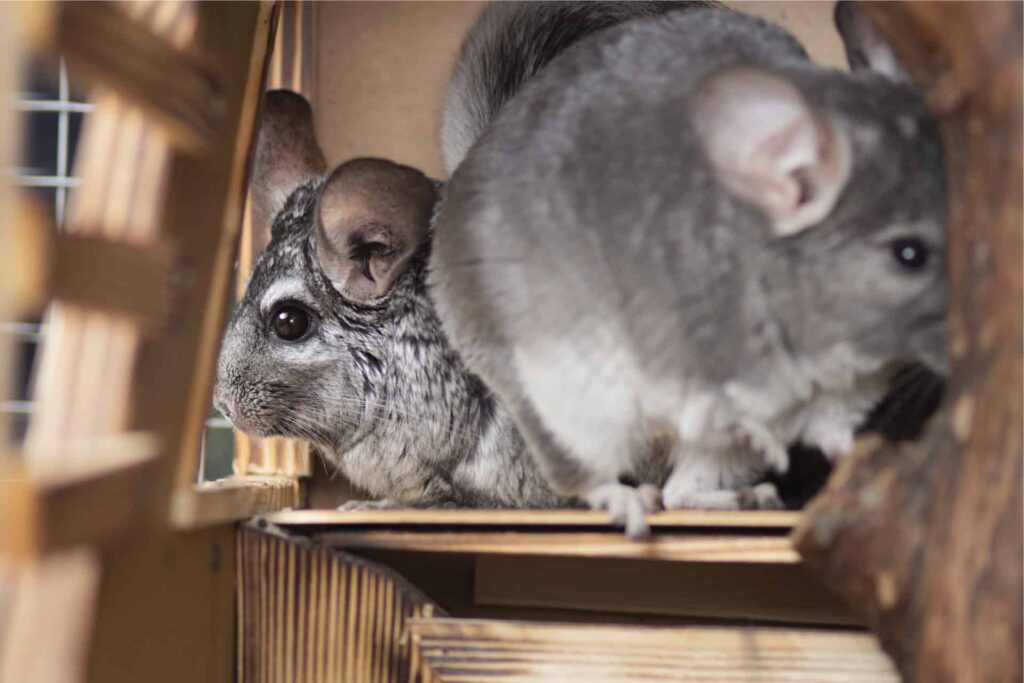 can you potty train a chinchilla