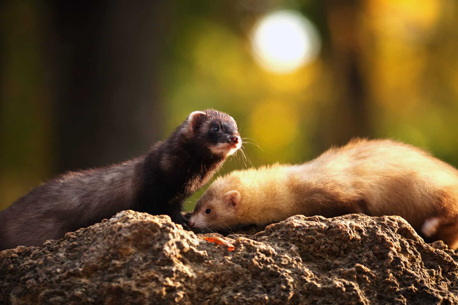 Your Ferrets’ Health