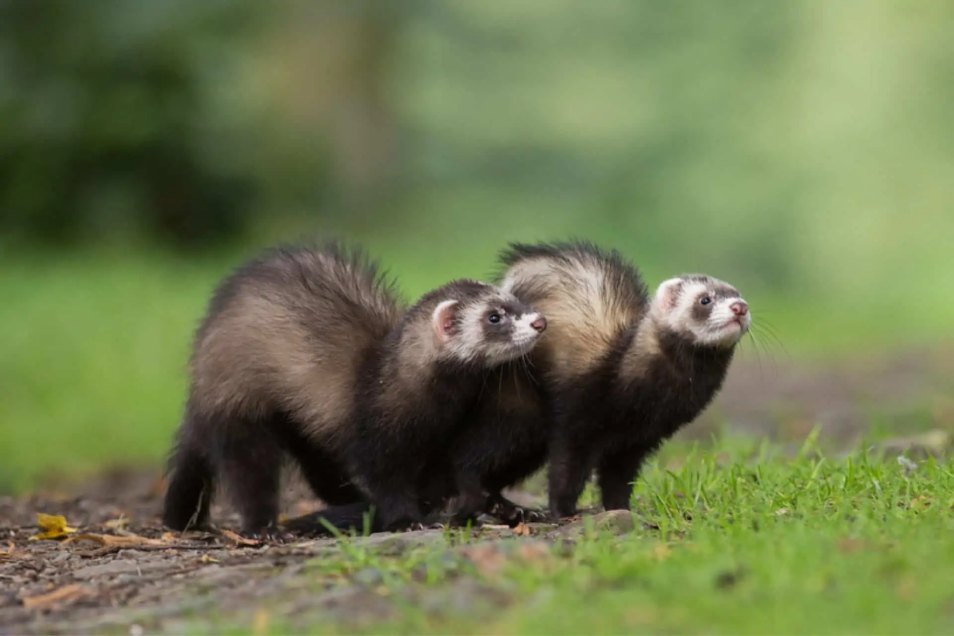 What Food Does A Ferret Eat?