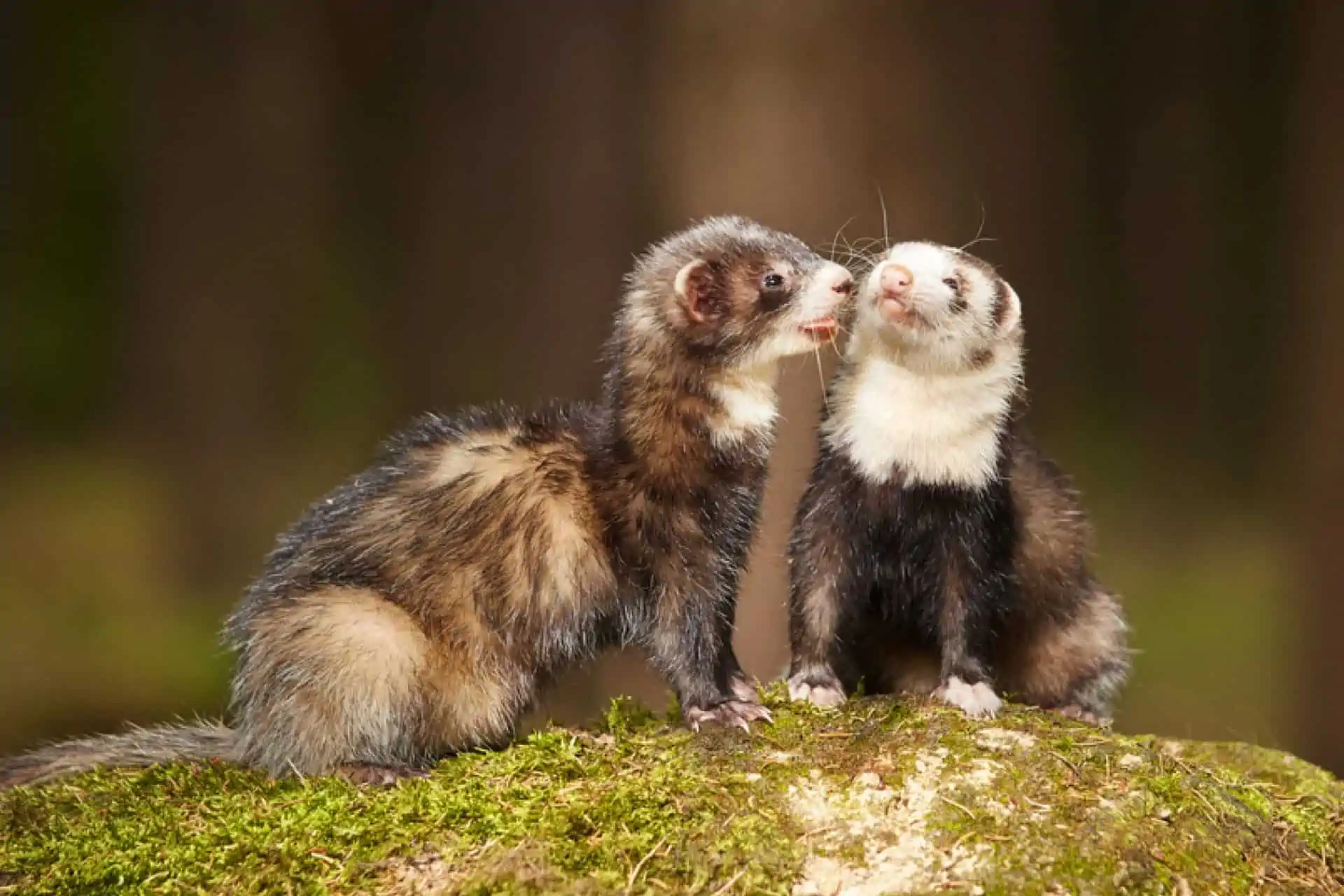 Ferret Companionship