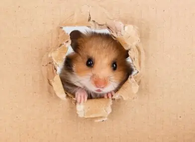 Create an ideal home for your hamster