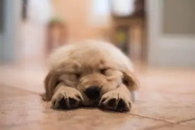 Are you ready for a dog?