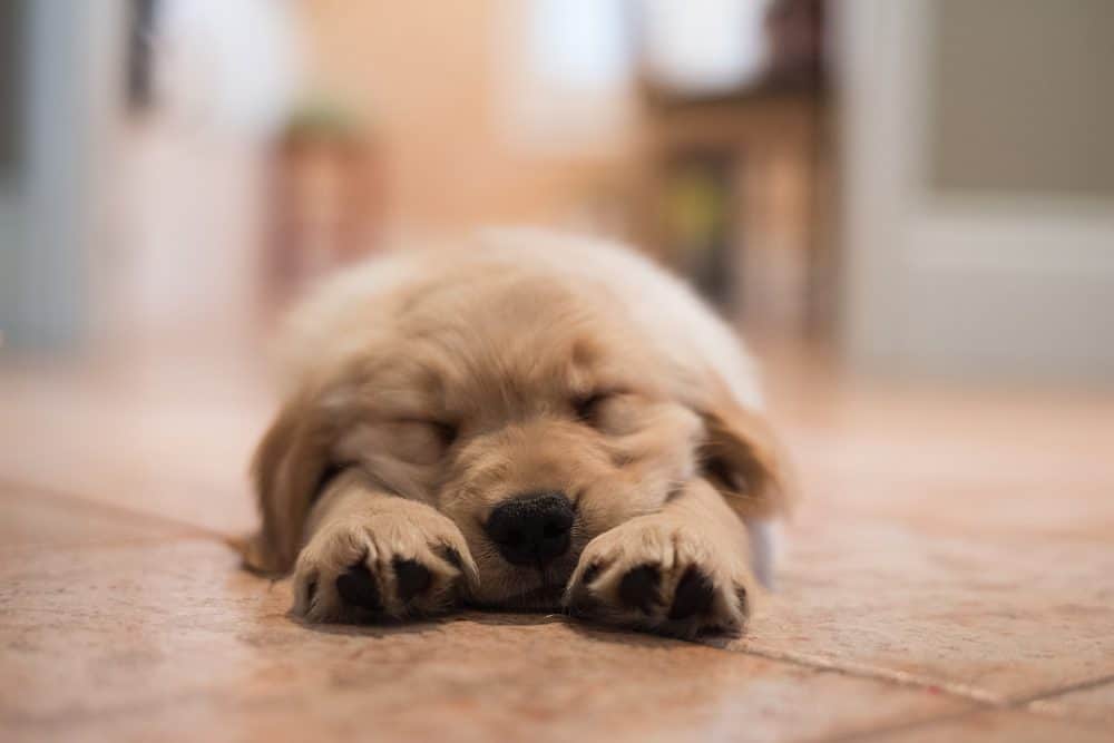 Are you ready for a dog?