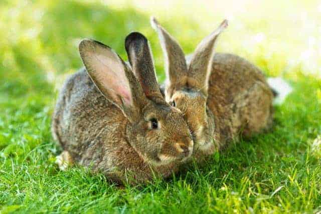 Bunny talk