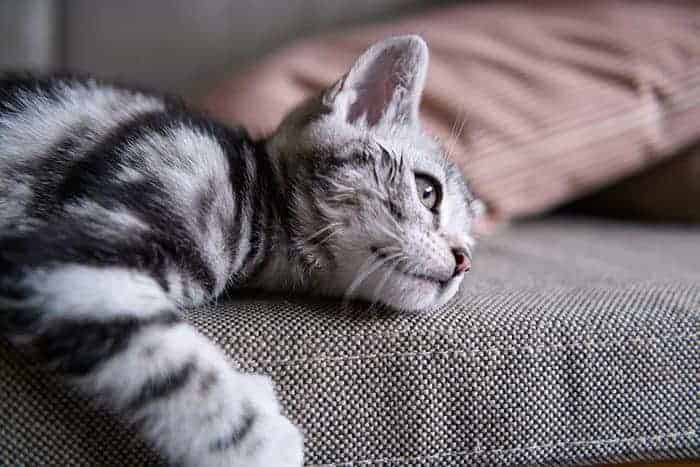 Cat essentials