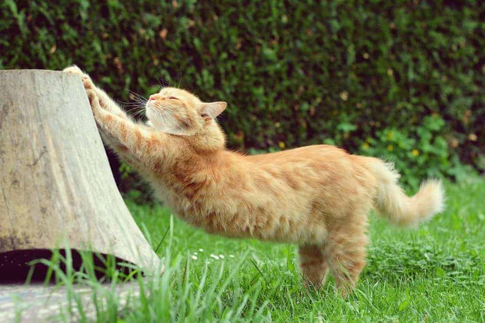 Garden designs for your cat