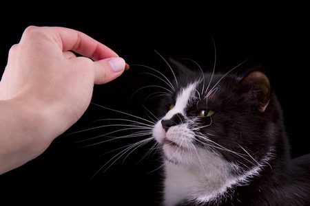 Feline anorexia - a particular challenge