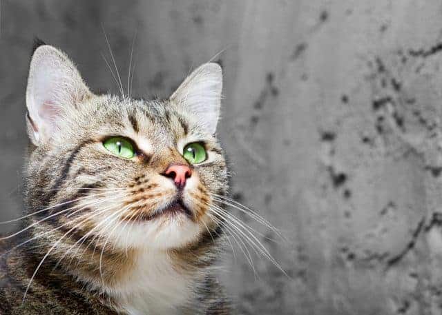 Why the cat’s whiskers can put them off their dinner