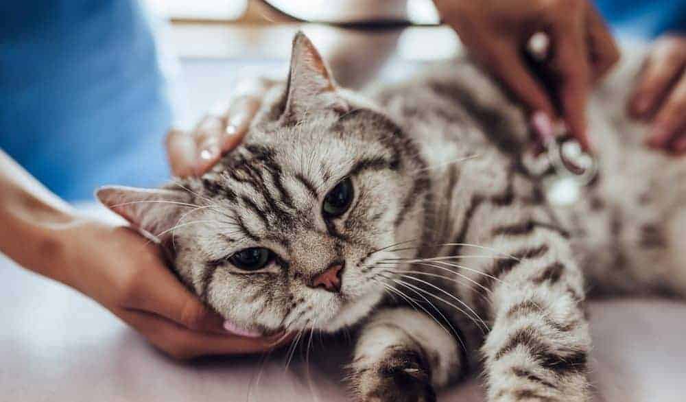 Why cats who hate vets should learn to love them Burgess Pet Care