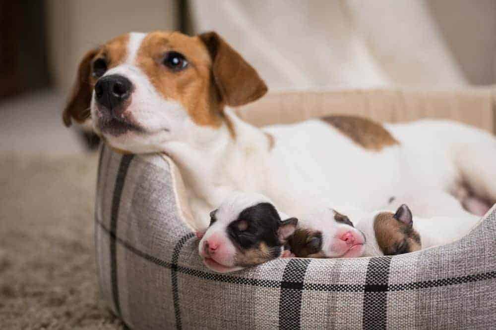 The way your dog behaves is down to their genes